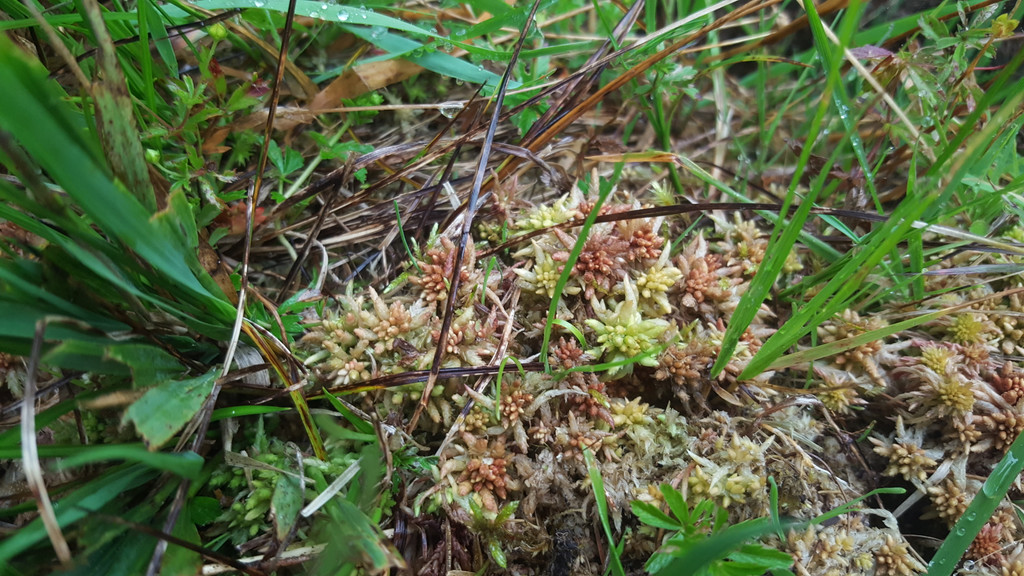 Sphagnum spec_ .jpg