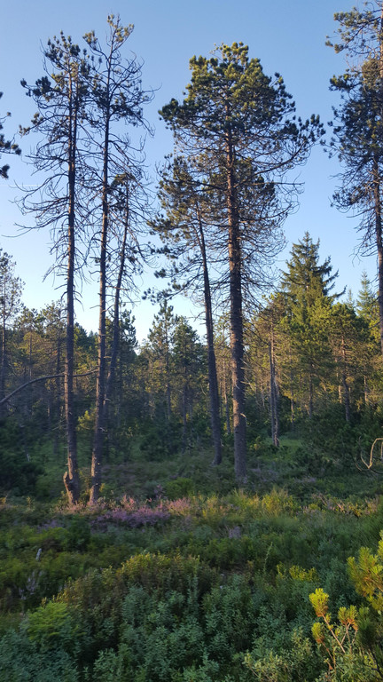 Spirken_mit_typischer_Moorvegetation.jpg
