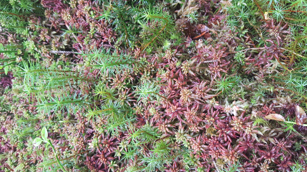 Typisches Torfmoos _Sphagnum spec__ - die Bausteine des Hochmoores.jpg