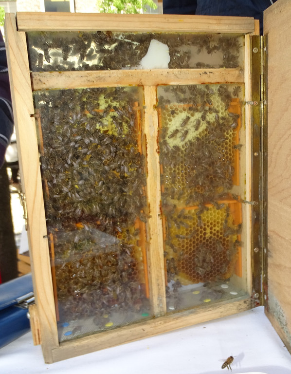 Imker2 Bienen.jpg