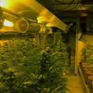 Bilder der Plantage