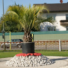 Auch Palmen zieren den Garten.JPG