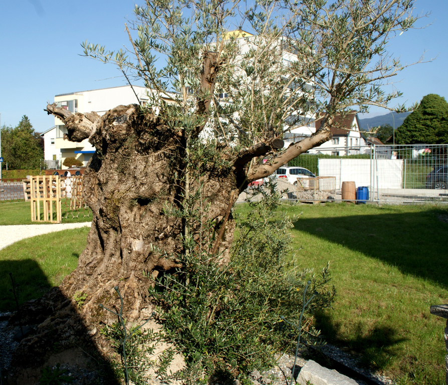 Der Olivenbaum ist __ber 600 Jahre alt.JPG