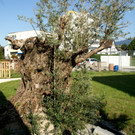 Der Olivenbaum ist __ber 600 Jahre alt.JPG