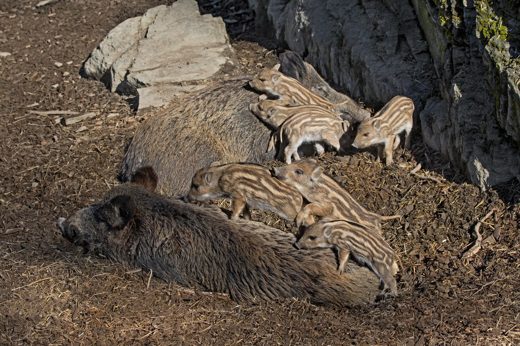 Wildschweine.jpg