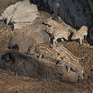 Wildschweine.jpg