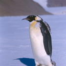 Roman Türk Antarctica