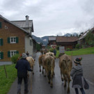 Alpabtrieb Klostertal 2019 Dalaaser Staffel Kuhalpe _1_.jpg