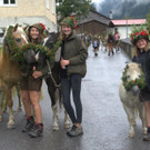 Alpabtrieb Klostertal 2019 Dalaaser Staffel Kuhalpe _3_.jpg