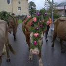 Alpabtrieb Klostertal 2019 Dalaaser Staffel Kuhalpe _11_.jpg