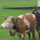 Alpabtrieb Klostertal 2019 Dalaaser Staffel Kuhalpe _12_.jpg
