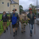 Alpabtrieb Klostertal 2019 Dalaaser Staffel Kuhalpe _17_.jpg
