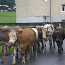 Alpabtrieb Klostertal 2019 Dalaaser Staffel Kuhalpe _18_.jpg