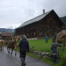 Alpabtrieb Klostertal 2019 Dalaaser Staffel Kuhalpe _25_.jpg