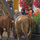 Alpabtrieb Klostertal 2019 Dalaaser Staffel Kuhalpe _28_.jpg