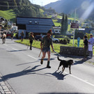 Alpabtrieb 2019