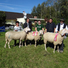 Tiroler Bergschaf_NN.jpg