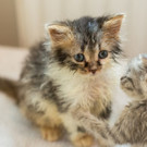35 Katzenbabys brauchen dringend Unterstützung
