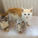 35 Katzenjunge benoetigen Unterstuetzung_OETV_2.jpg