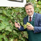 2019-10-09-buergermeister-ludwig-bei-weinlese-im-kleinsten-weingarten-der-stadt.jpg
