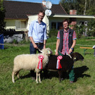 Montafoner Steinschaf_NN.jpg