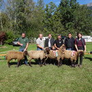 Braunes Bergschaf_n.jpg