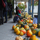 K__rbis Altach _2_.JPG