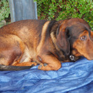 K__rbis Altach _5_.JPG