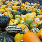 K__rbis Altach _11_.JPG