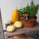 K__rbis Altach _12_.JPG