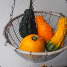 K__rbis Altach _13_.JPG