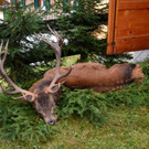 Hubertusfeier Garfrescha 2019 _1_.jpg