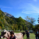 Klostertaler Viehausstellung 2019 _53_.jpg