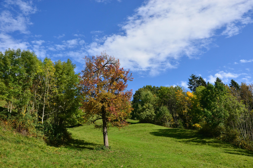 Natur 141019_4.JPG