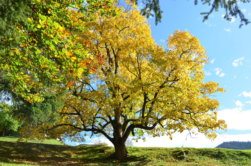 Natur 141019_8.JPG