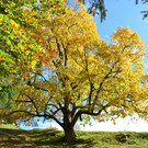 Natur 141019_8.JPG