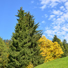 Natur 141019_10.JPG