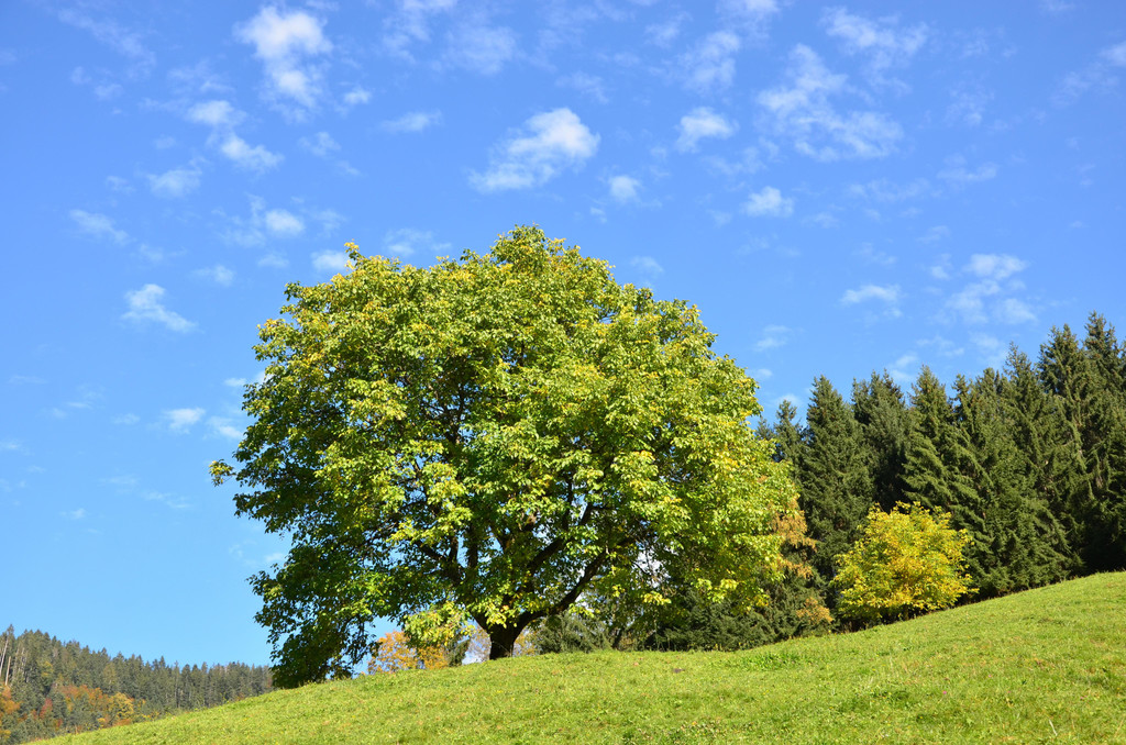 Natur 141019_15.JPG