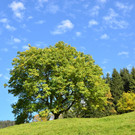 Natur 141019_15.JPG