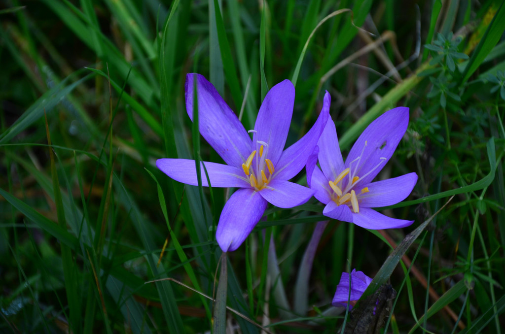 Natur 141019_19.JPG