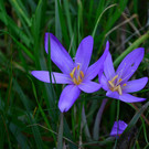 Natur 141019_19.JPG
