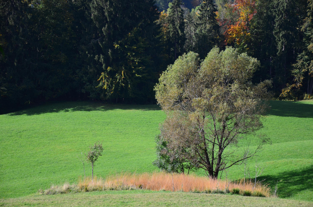 Natur 141019_23.JPG