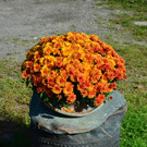 Natur 141019_27.JPG
