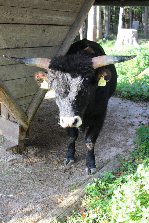 IMG_3823 Auerochsen Stier Ruprecht.JPG