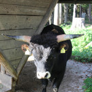 IMG_3823 Auerochsen Stier Ruprecht.JPG