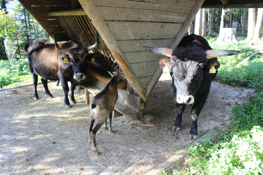 IMG_3826 Patenschaft f__r Auerochsen-Familie komplett.JPG