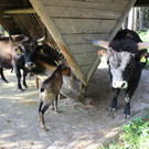 IMG_3826 Patenschaft f__r Auerochsen-Familie komplett.JPG