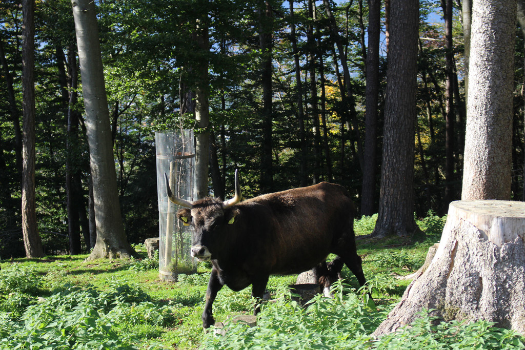 JIMG_3817 Auerochsen Kuh Diana.JPG