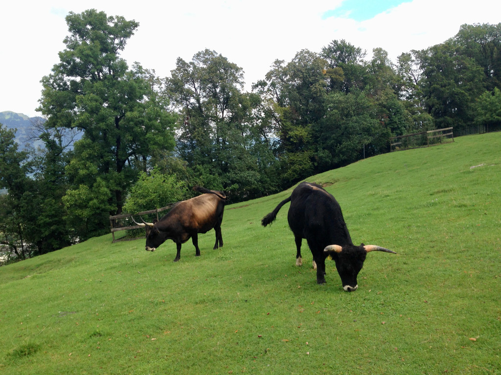 Kamera Wildpark Auerochsen Stier und Kuh.jpg
