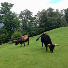 Kamera Wildpark Auerochsen Stier und Kuh.jpg